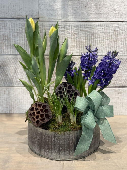 Spring Bulb Planter