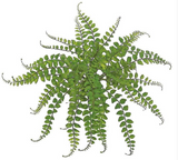 Button Fern - 19