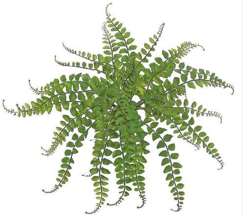 Button Fern - 19"