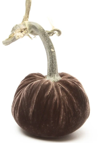 Hot Skwash Black Gold Velvet Pumpkins