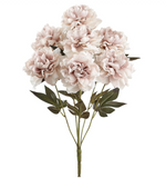 Pale Pink Peony Bush - 22