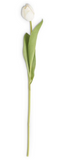 Tulip Single Stem