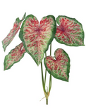 Caladium Plant Burgundy Green - 32