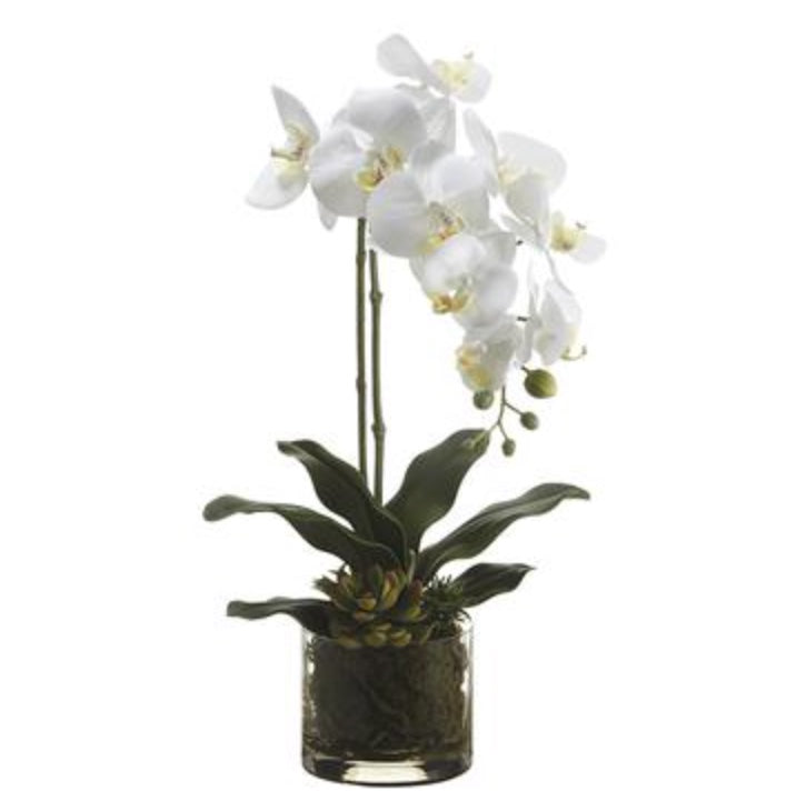 Phalaenopsis Orchid in Glass Vase – buds 'n bloom design studio