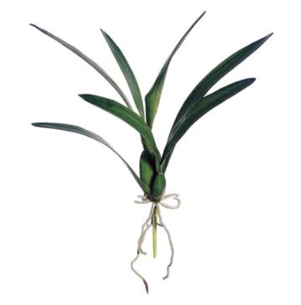 Dancing Orchid Leaf Plant - 18"