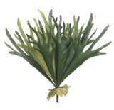 Staghorn Fern Bush - 19